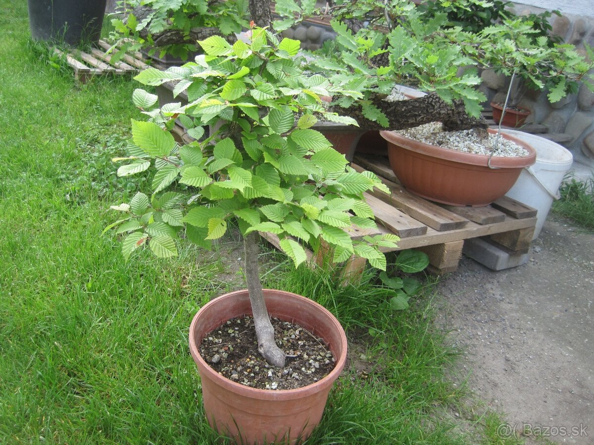 bonsai,bonsaj-hrab 13 - 8