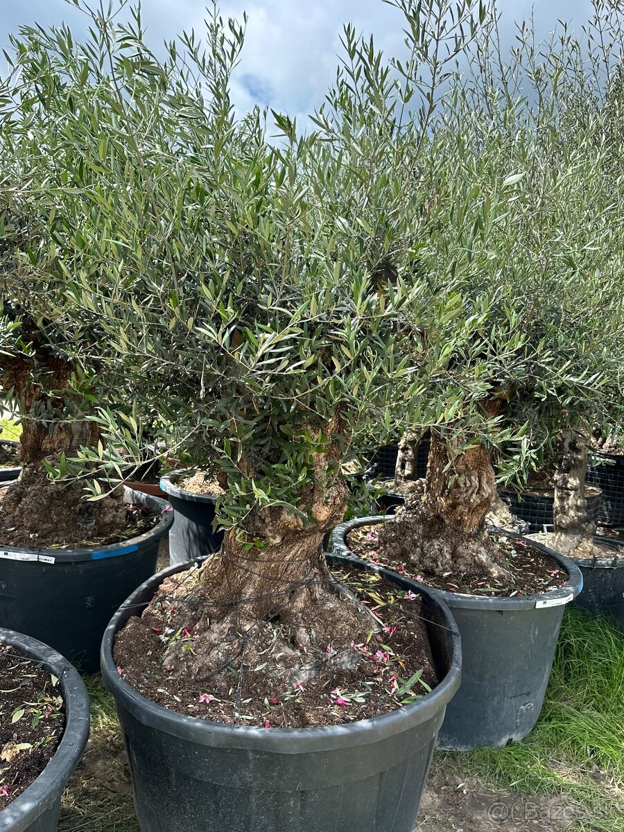 Predám Olivy Bonsai - 8