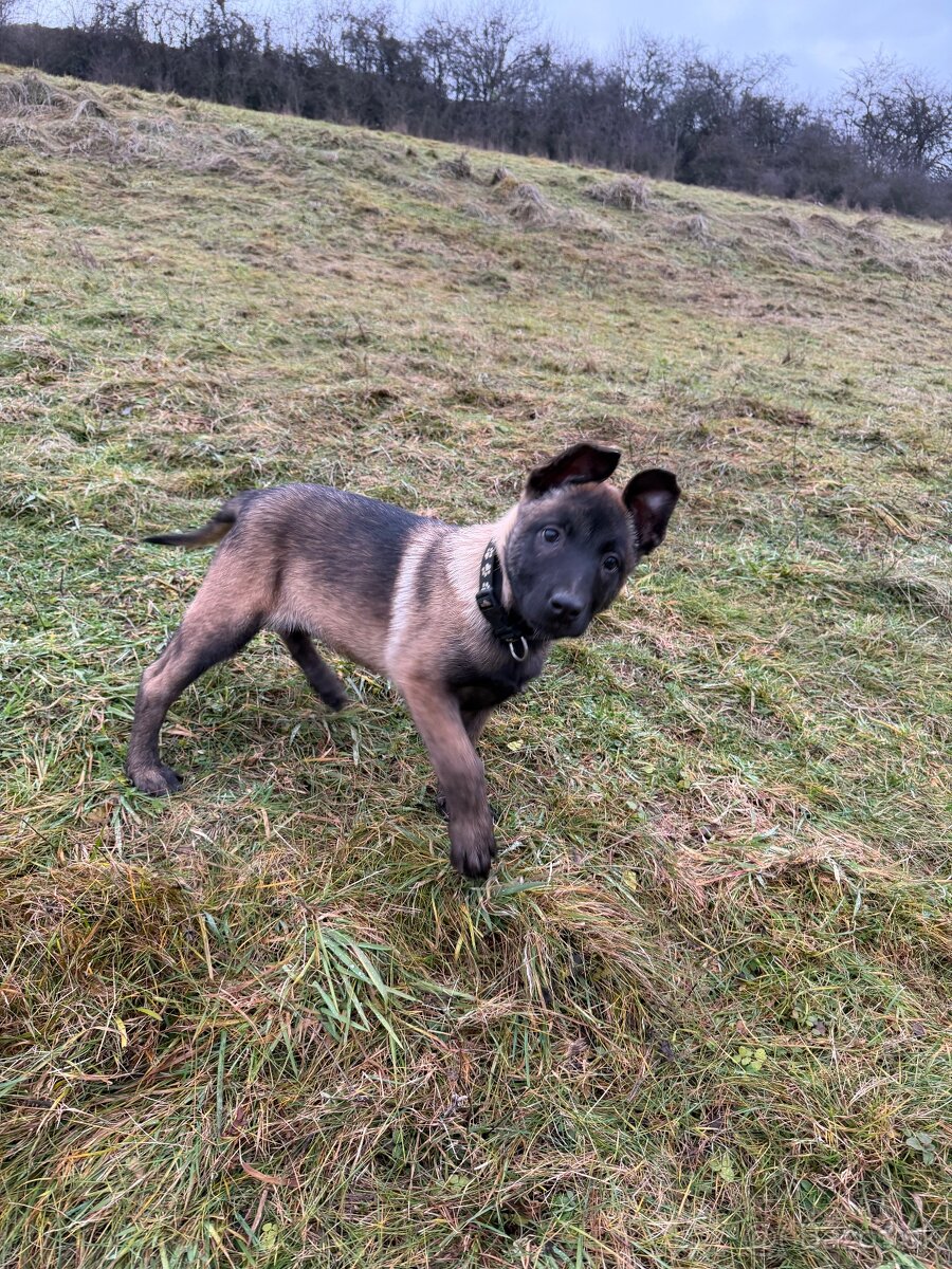 Belgický ovčiak - 8