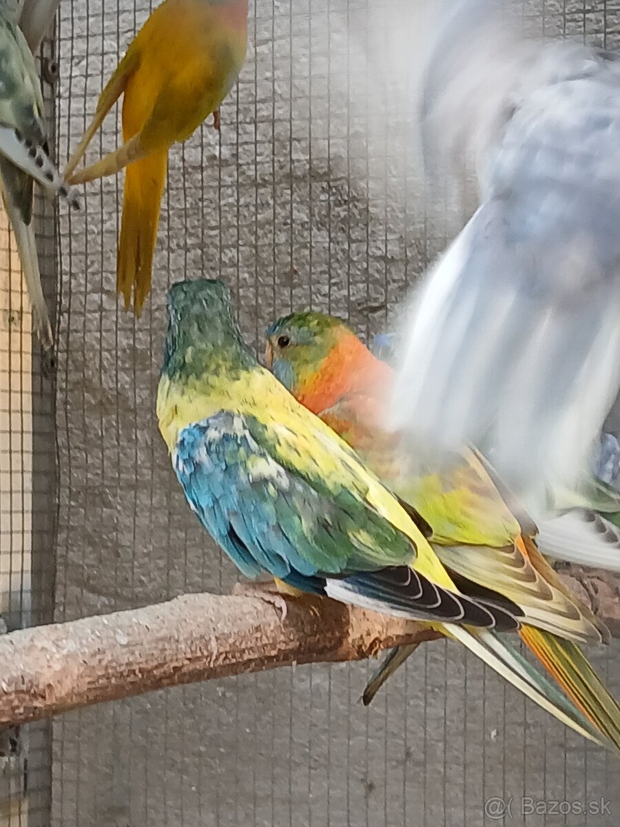 neofema modrohlavá - 8