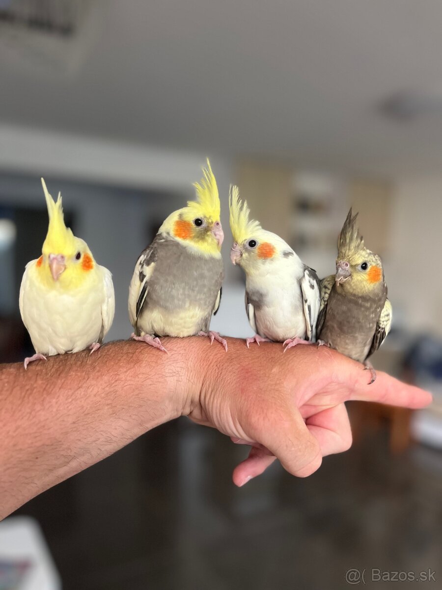 Korela ručne dokrm Maznačik - 8