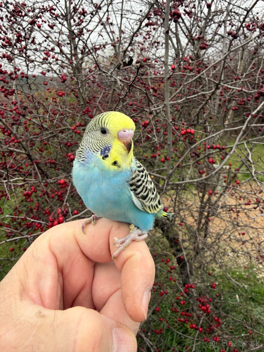 Andulka Maznačik - 8