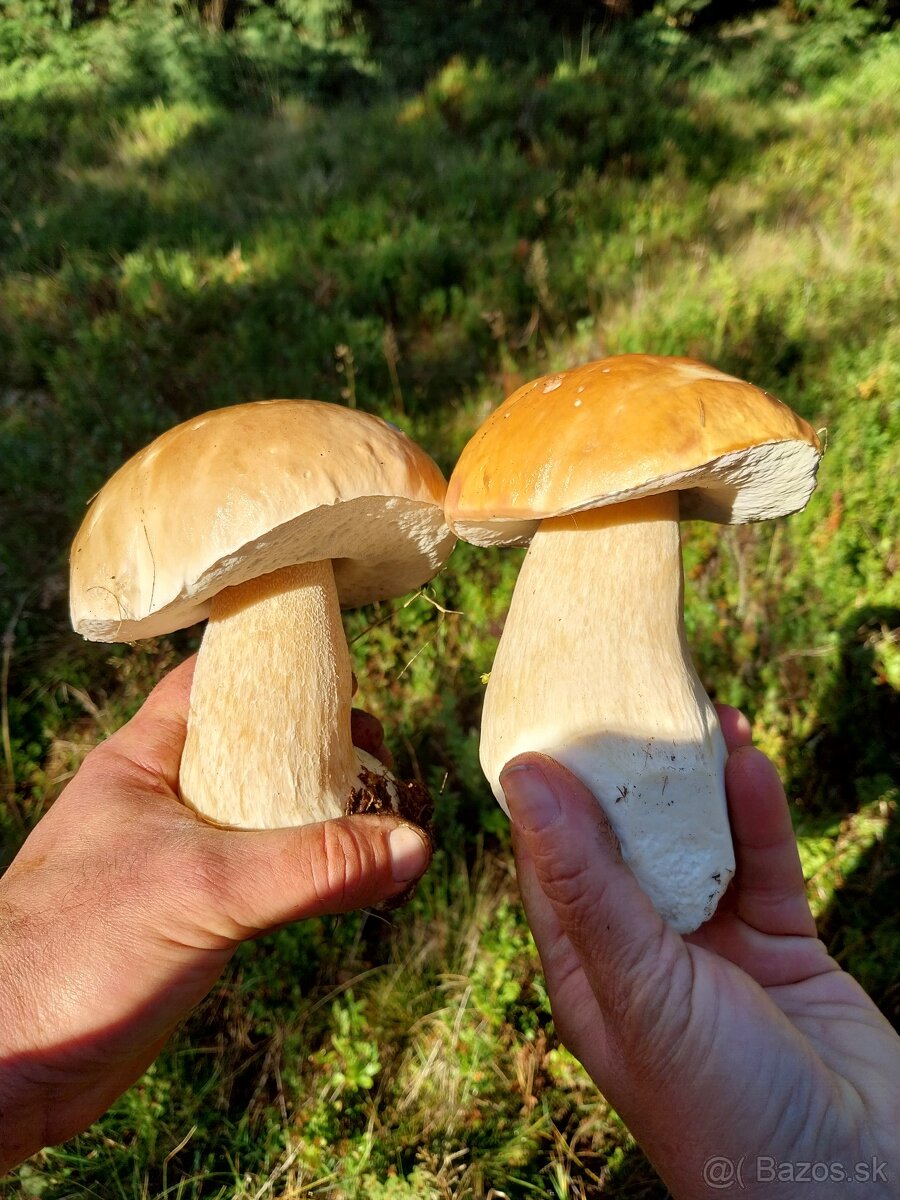 Sušené hríby smrekové, dubáky - 8