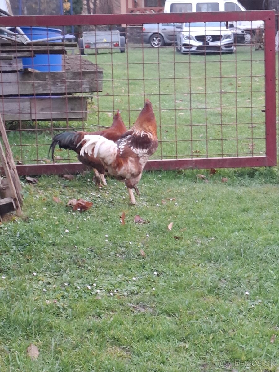 Predám kohúty - 8
