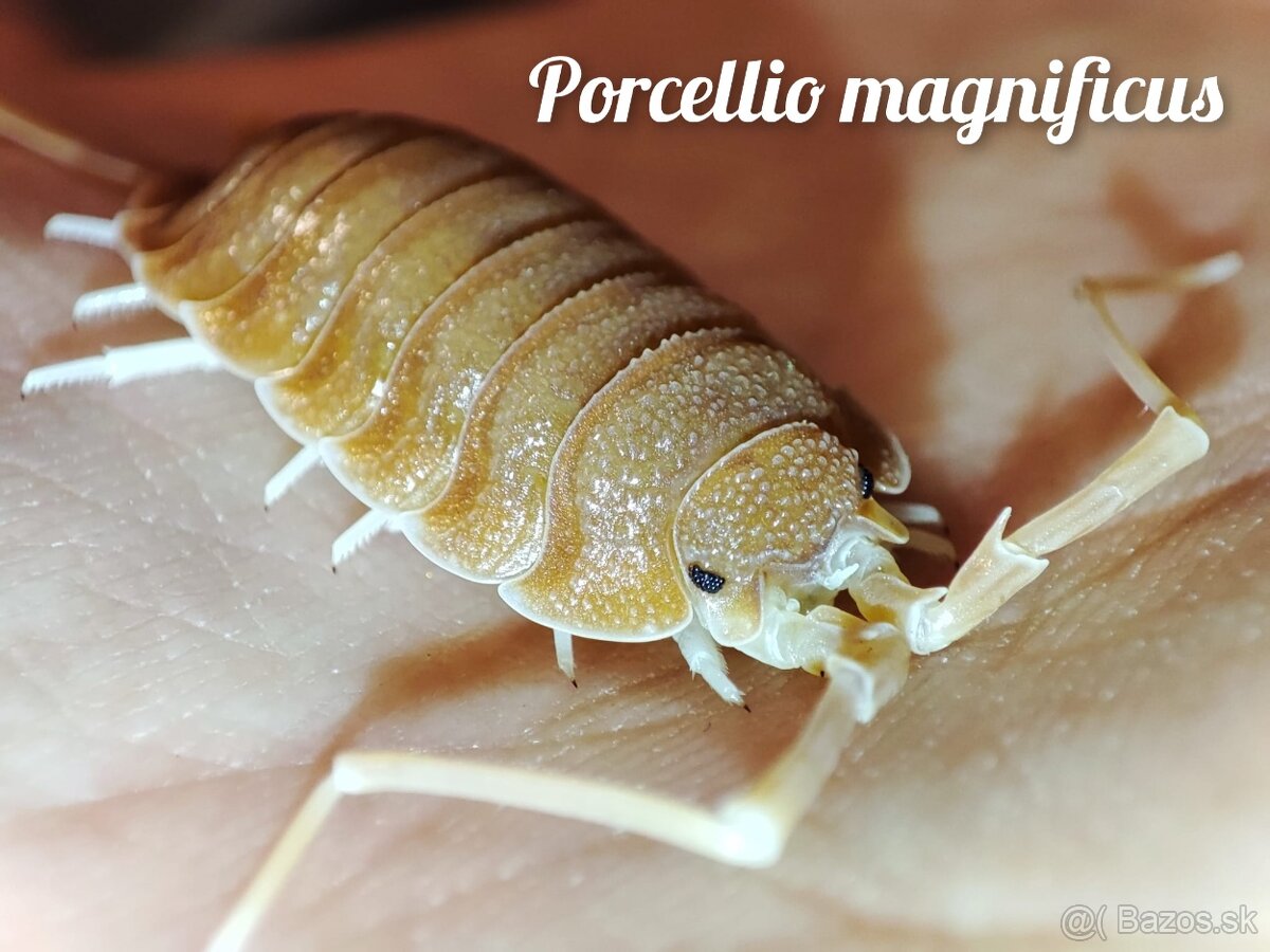❤️Exotické isopody - 8