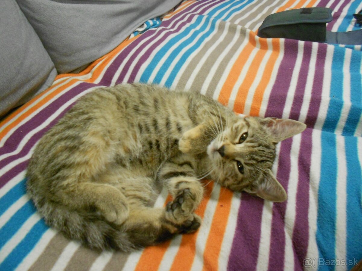 Darujem mačiatko - 8