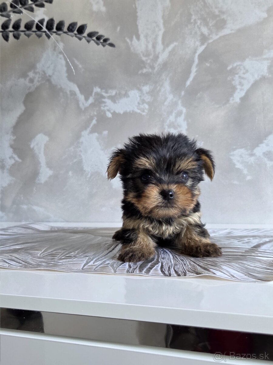 Yorkshirsky terier - 8