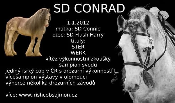 Drum horse hřebec - 8