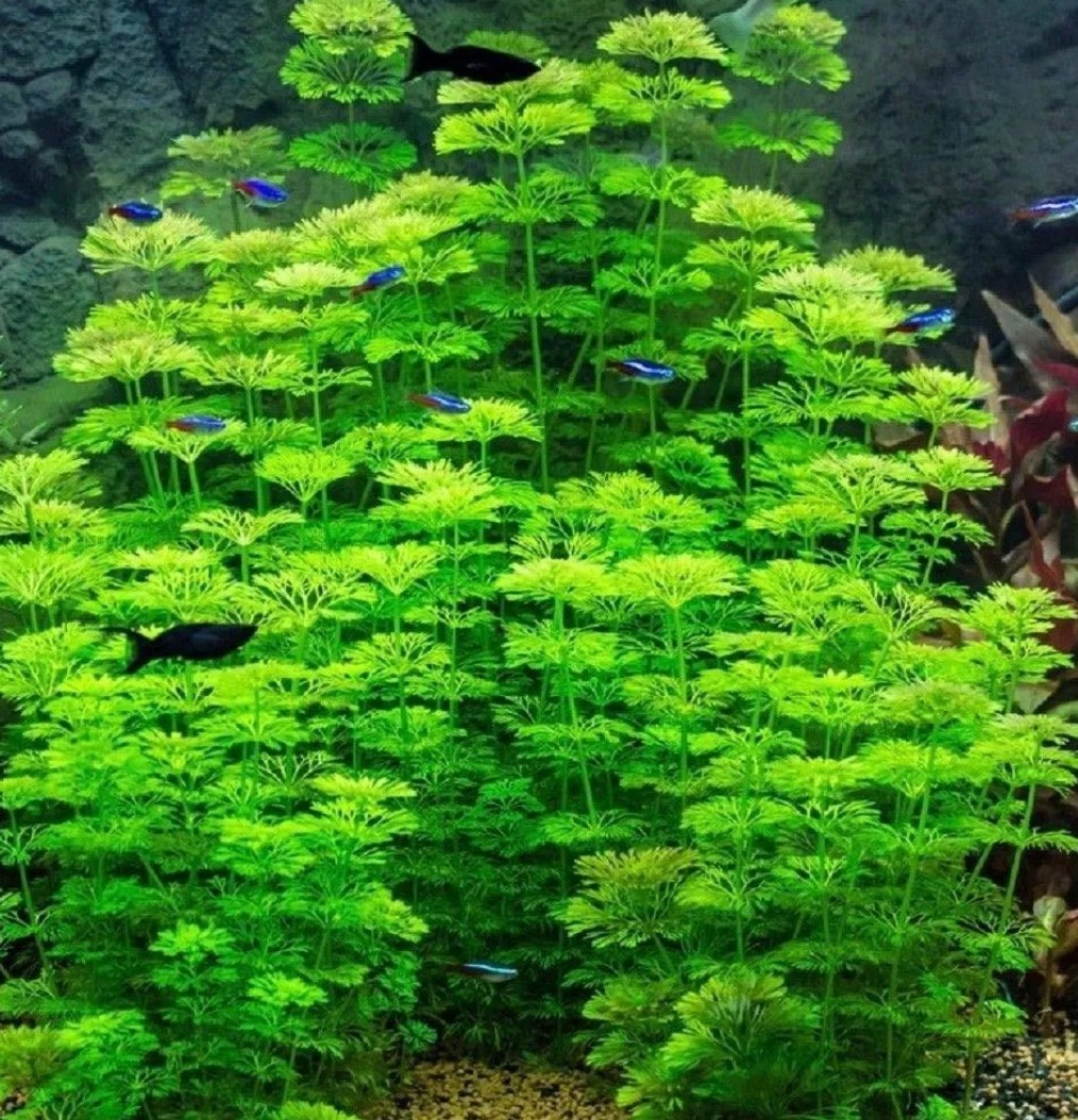 Akvarijne rastliny+Krevetky 12ks - 8