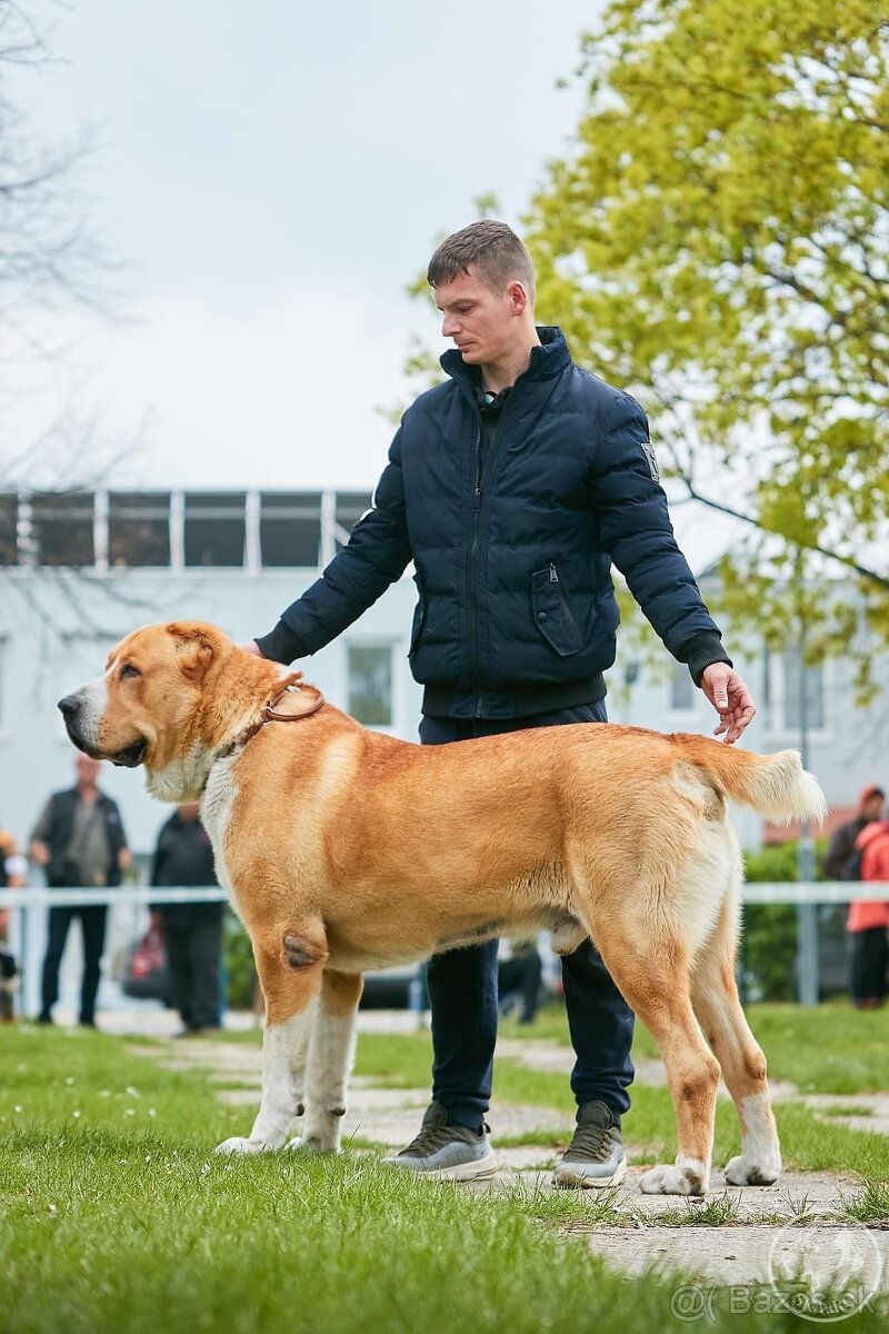 SAO Stredoázijský ovčiak Stredoazijsky ovčiak - 8