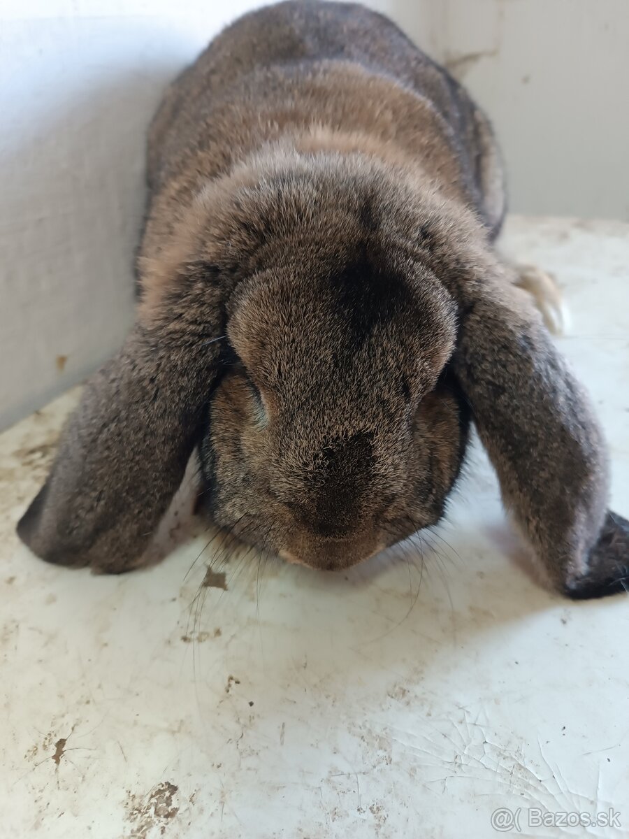 Francúzsky baran - 8