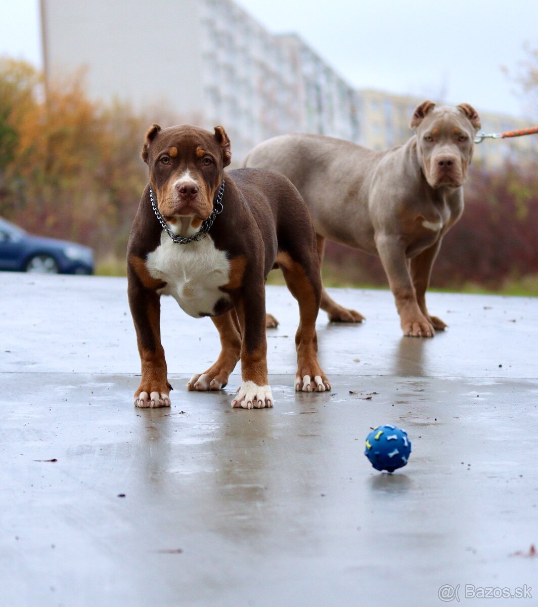 American bully XL, pitbull xxl - 8