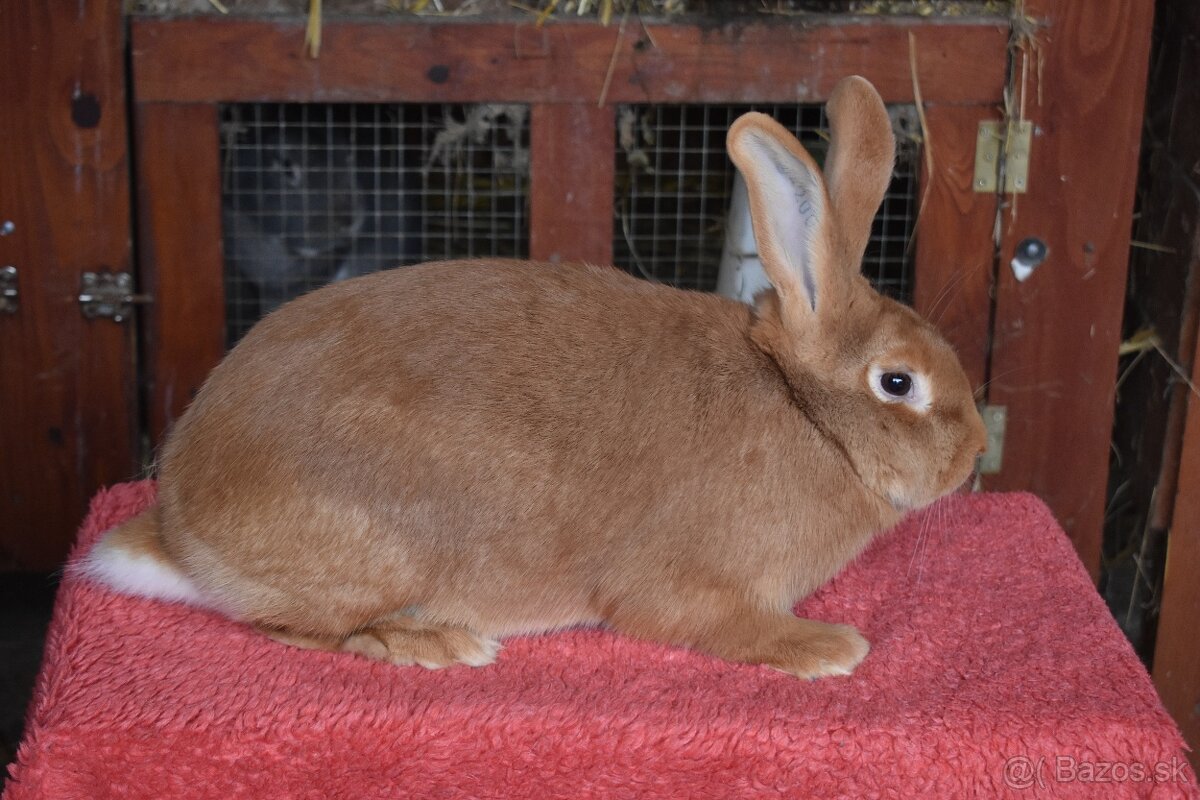 Predam Burgundsky - 8