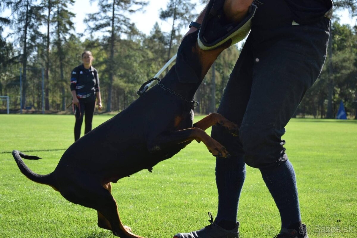 Doberman - štěňata s PP, možnost rezervace - 8