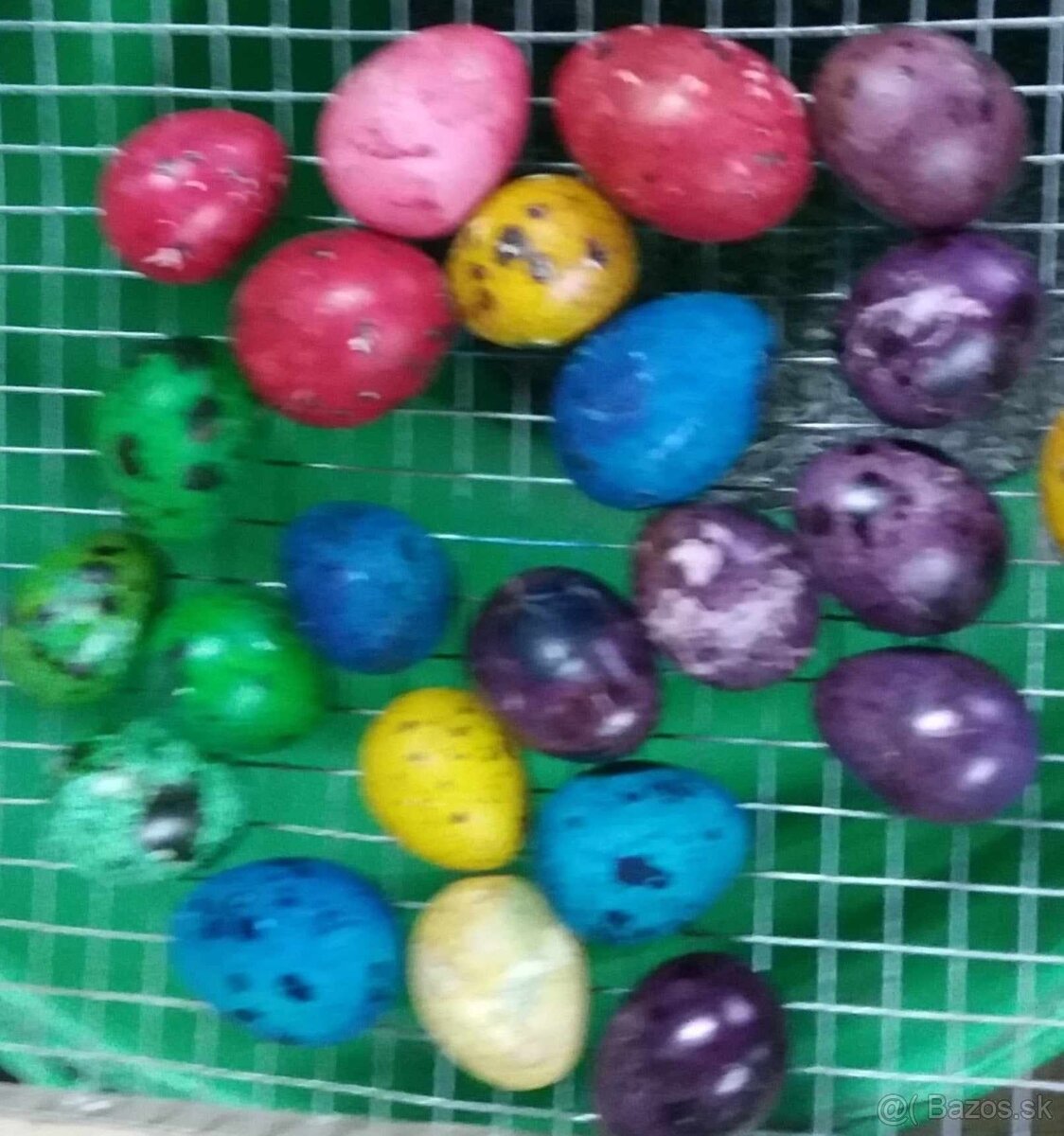 Japonské prepelice - 8