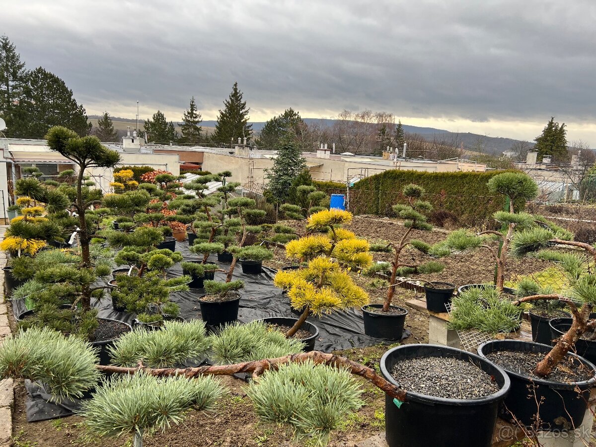 Záhrady v Japonskom štýle - 8