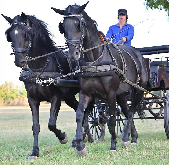 Predám Kladrubákov - 8