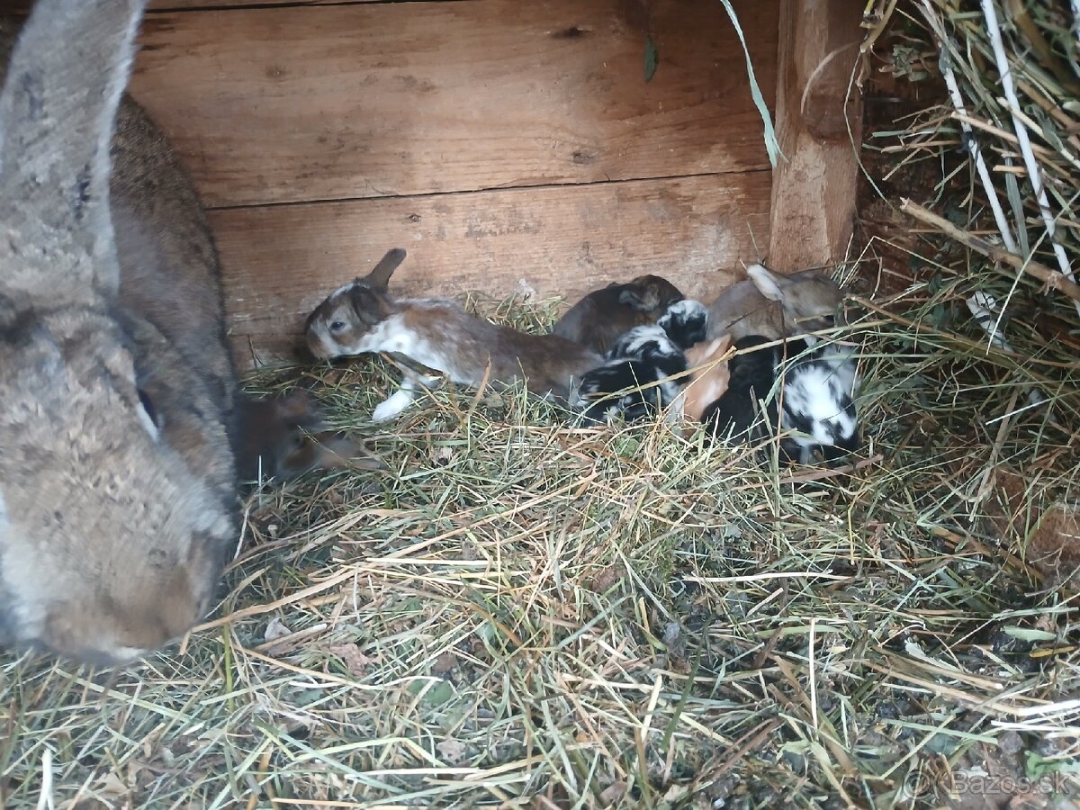 Predám králiky /zajace - 8
