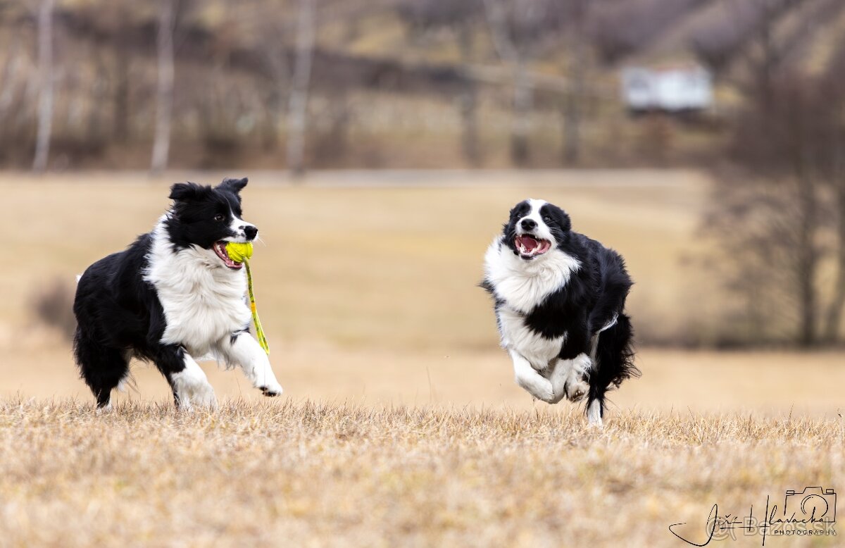 Border kólia s průkazem původu - 8