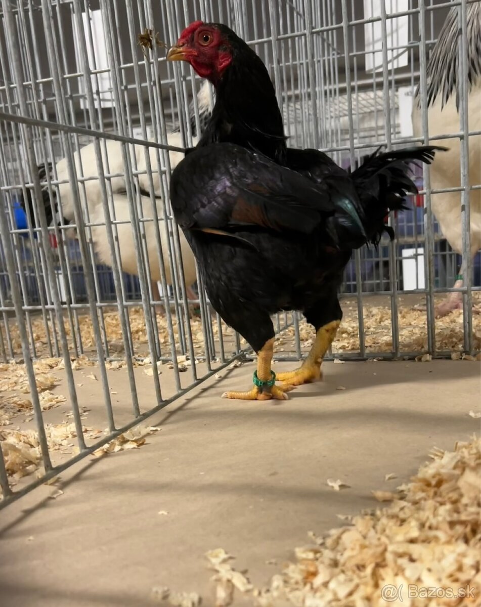 Zdr. Indická bojovníčka bažantia hnedá - 8