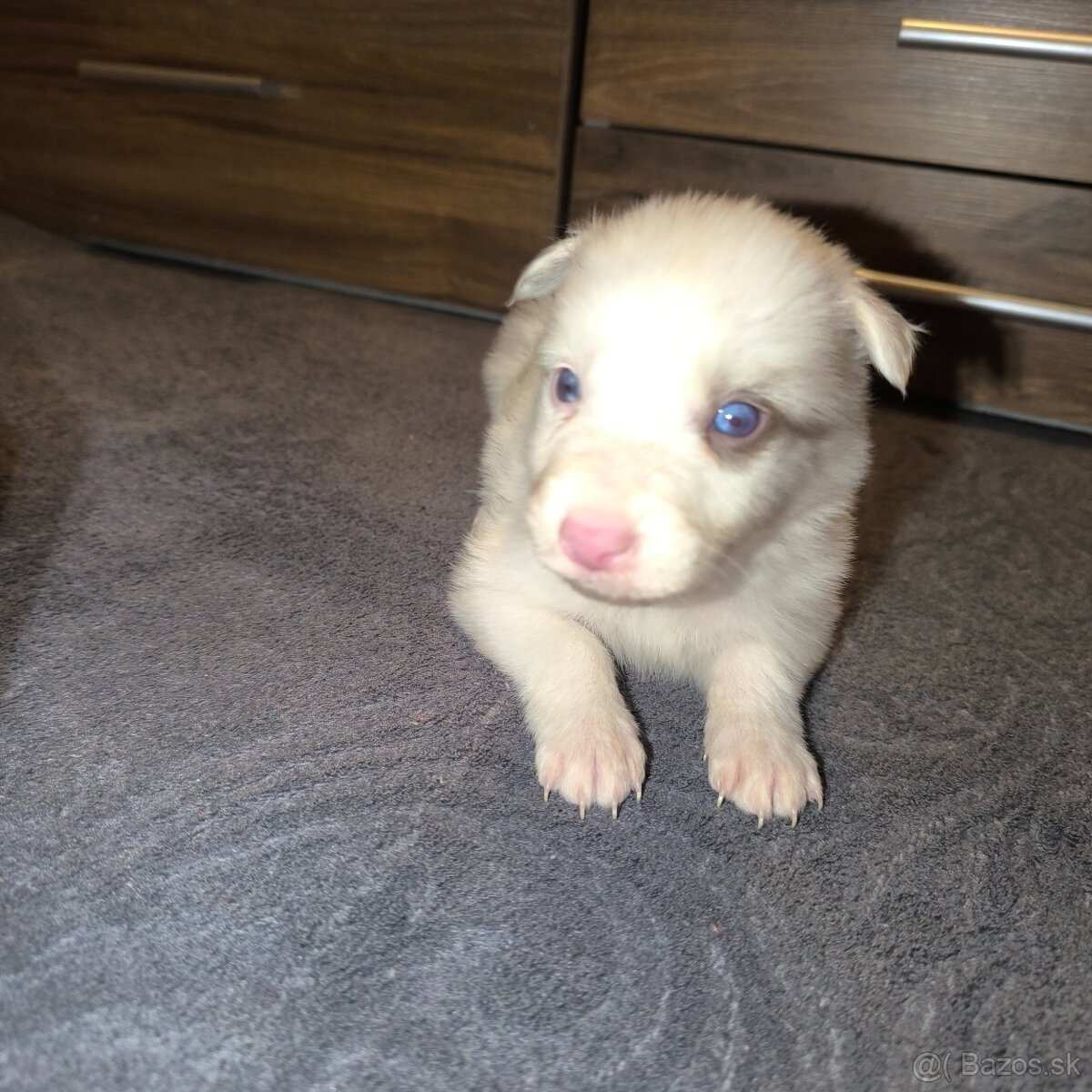 Border kólia šteniatka - 8