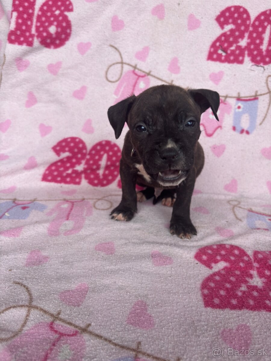 Americký stafordsirsky terier, Stafford, amstaf - 8