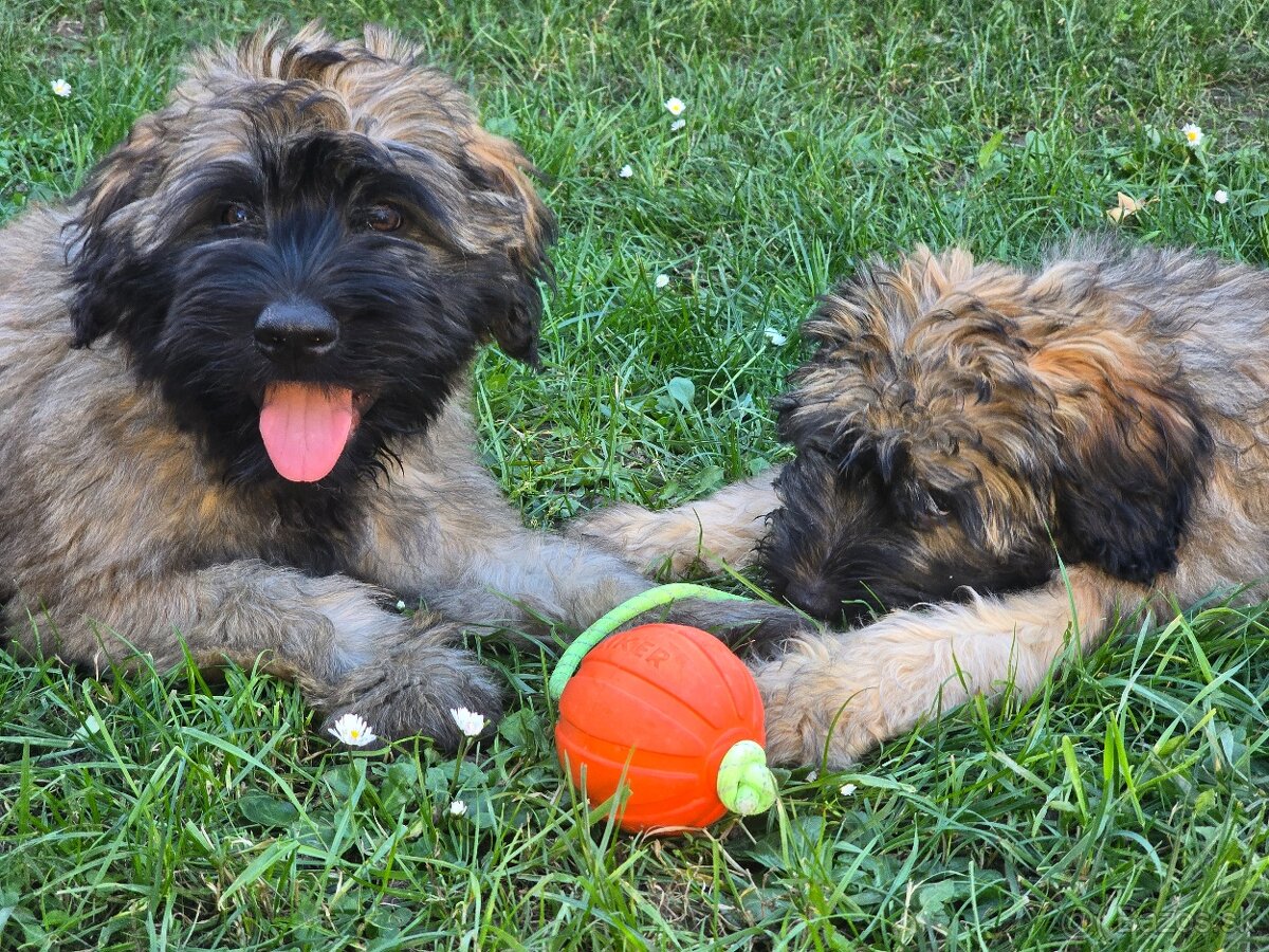 Katalánsky ovčiak s PP FCI - 8