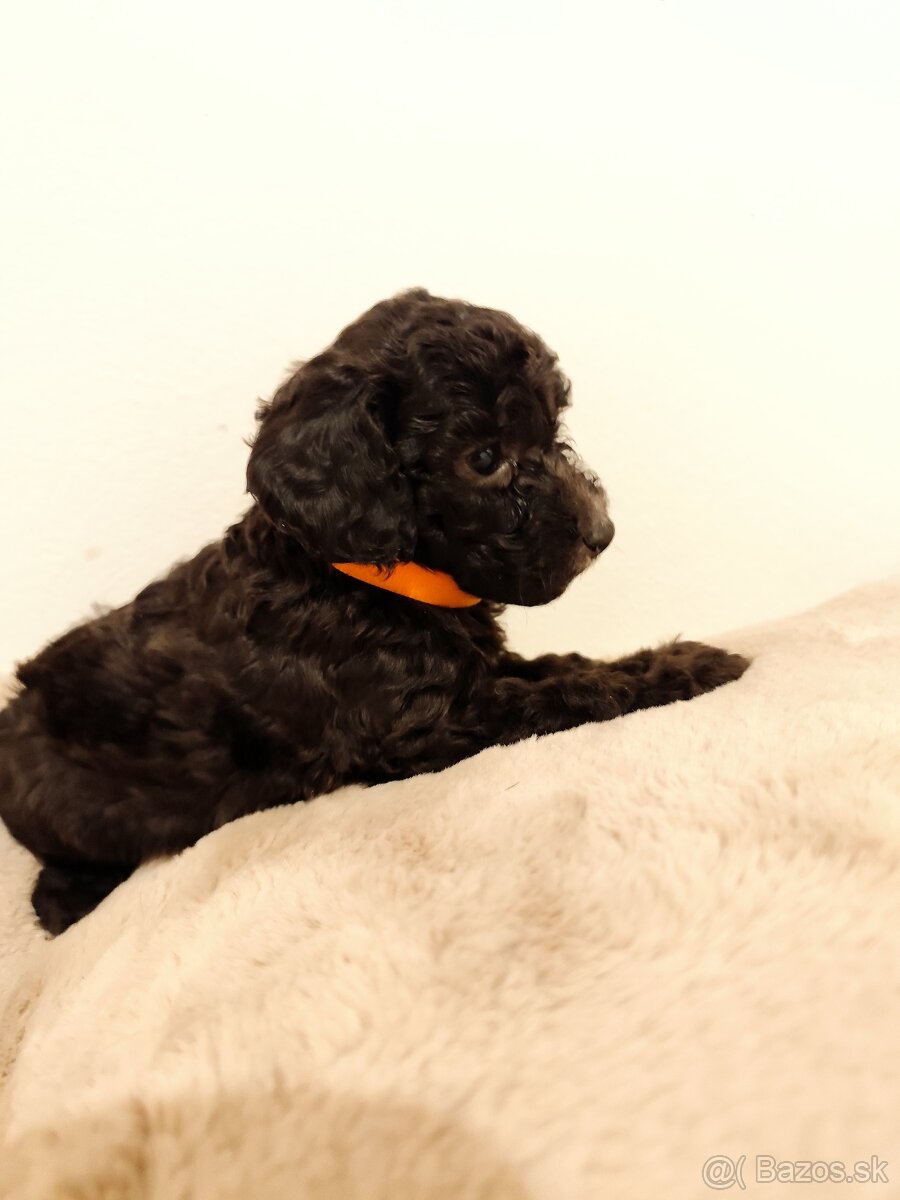 Pudel trpasličí - 8