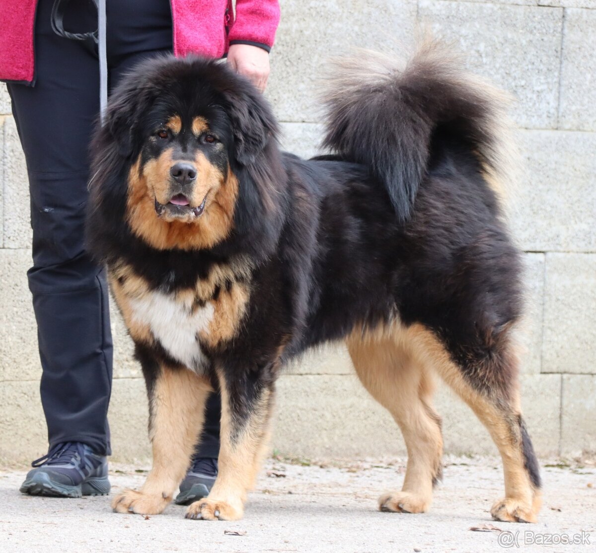Tibetská doga - šteniatka s PP - 8