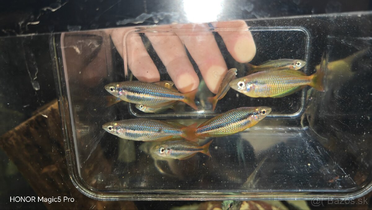 Akvariové ryby (raritky) k odberu - 8