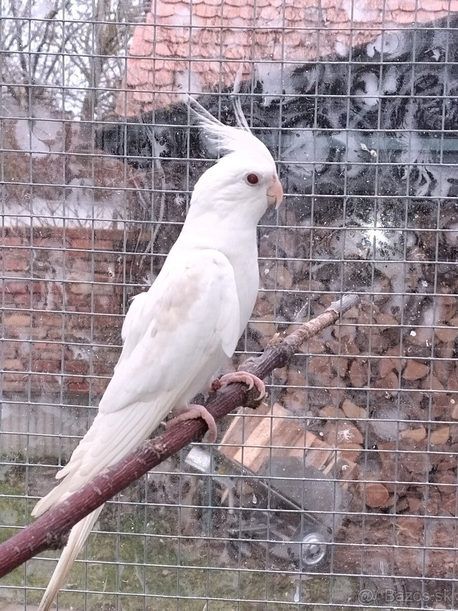 Predám papagáj spevavy korela a andulky - 8