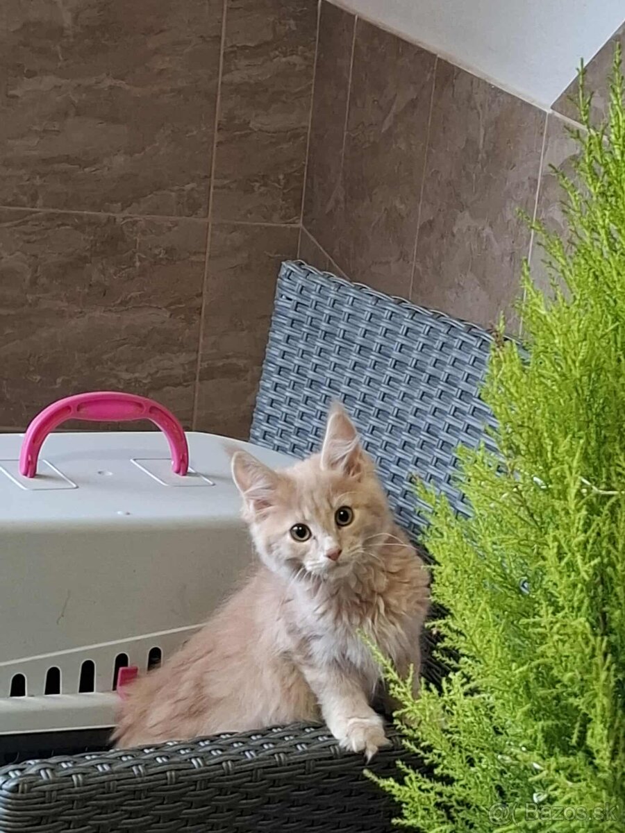 Mainska myvalia, MCO - 8