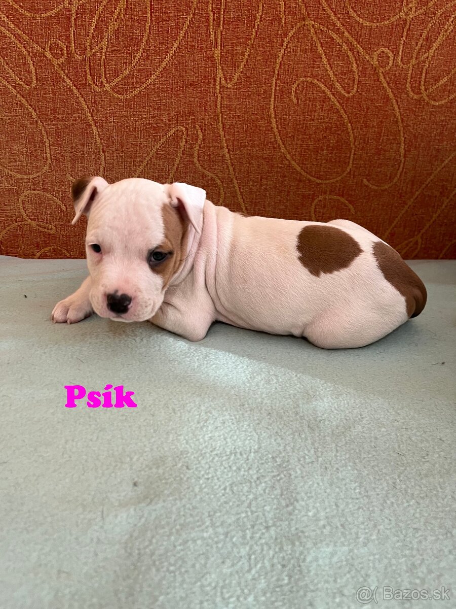 Americky Stafordšírský Terier šteniatka - 8