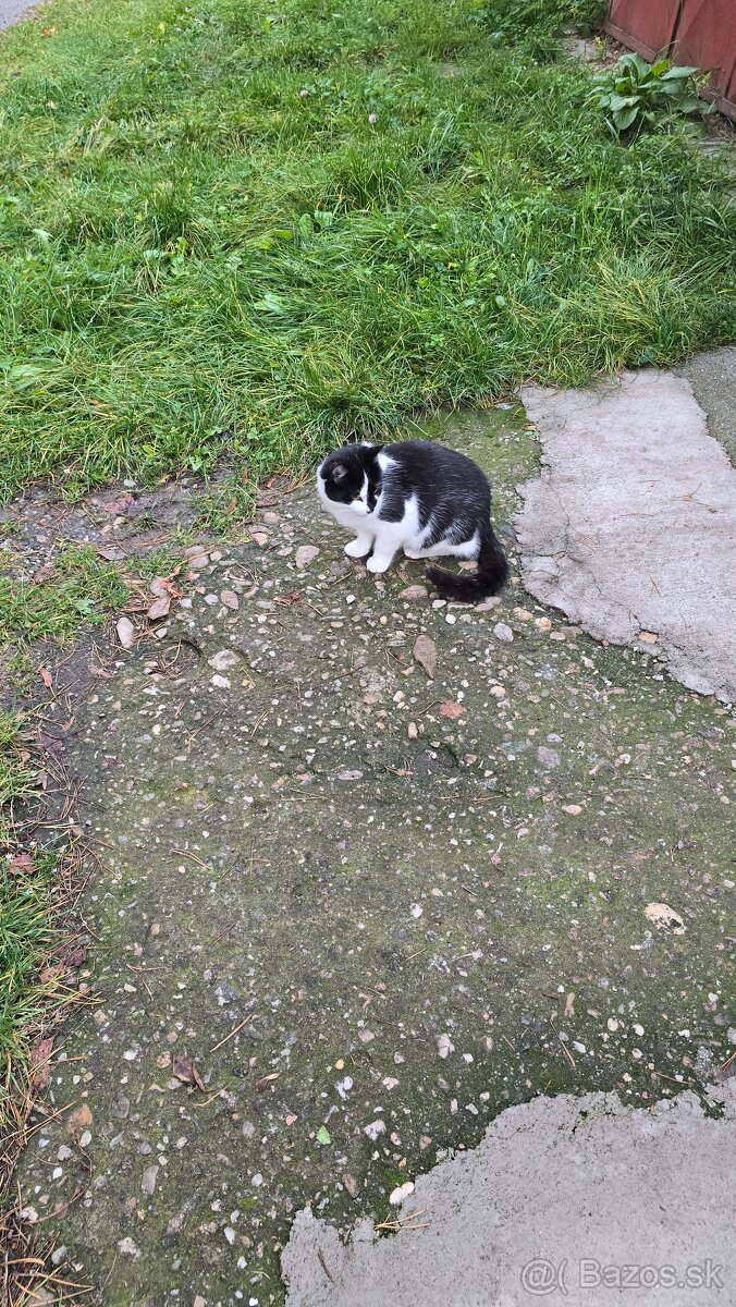 Darujem mačičky - 8