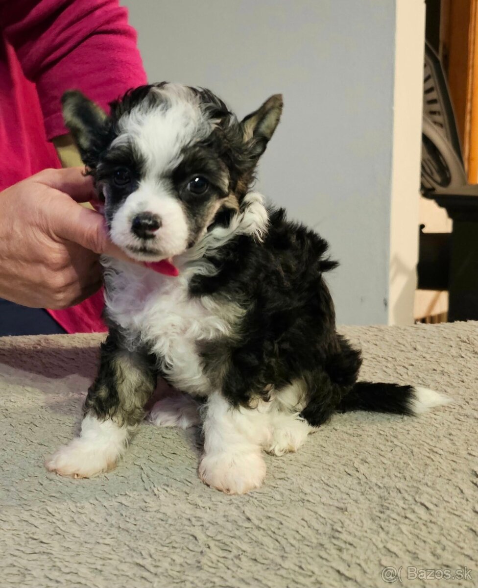 ČÍNSKÝ CHOCHOLATÝ PES/ labutěnka/naháč - 8