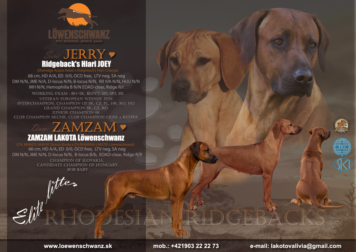 Rhodesian Ridgeback / Rodézsky ridgeback s fci PP - 8