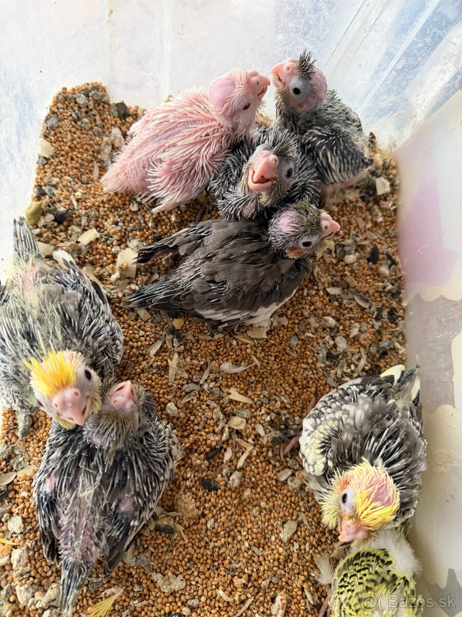 Korely ručne dokrmene. Rezervácie - 8