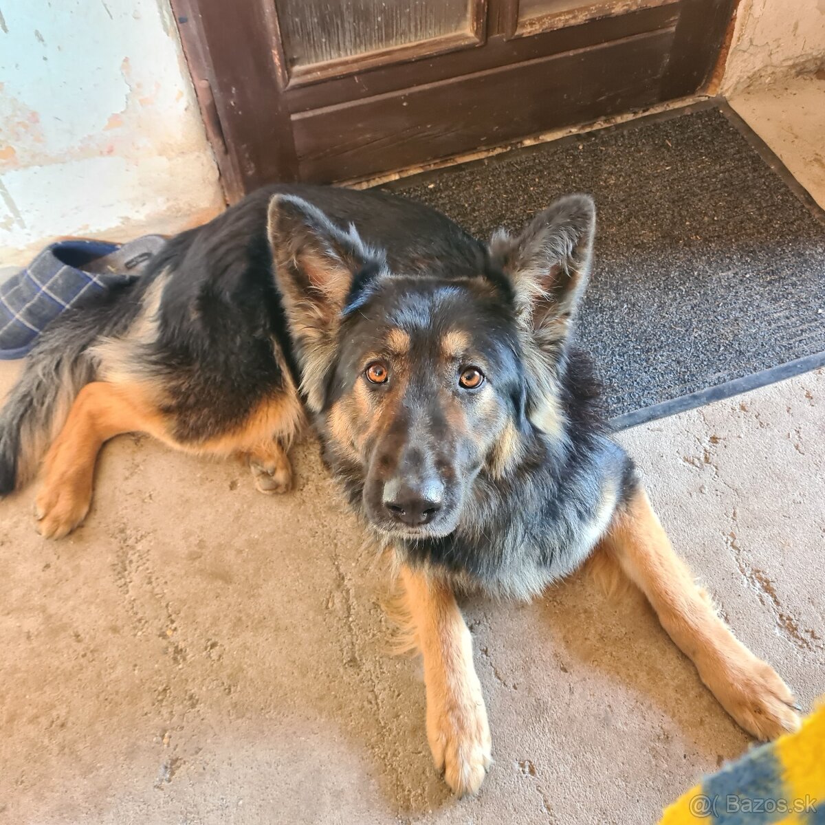 Darujem N ovčiaka fenku - 8