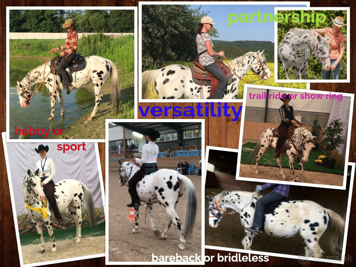 Appaloosa žrebec – pripúšťanie - 8