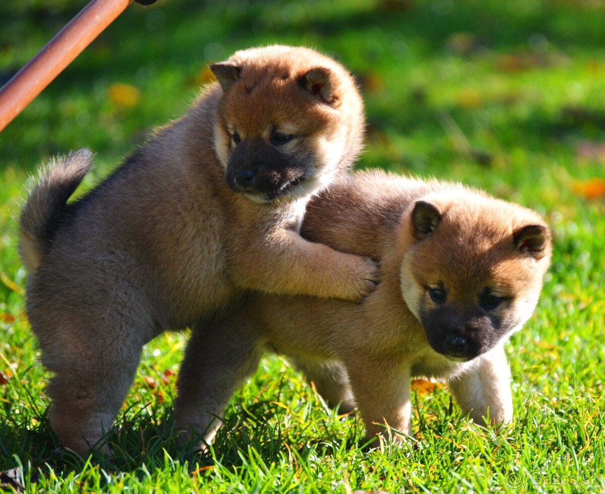 SHIBA INU - nádherne veselé šteniatka - 8