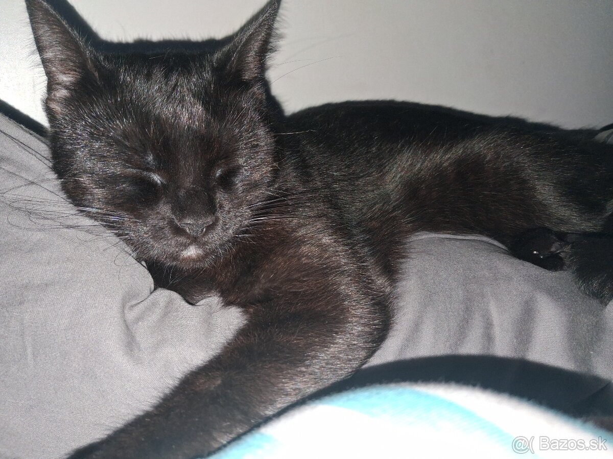 Darujem mačičku - 8