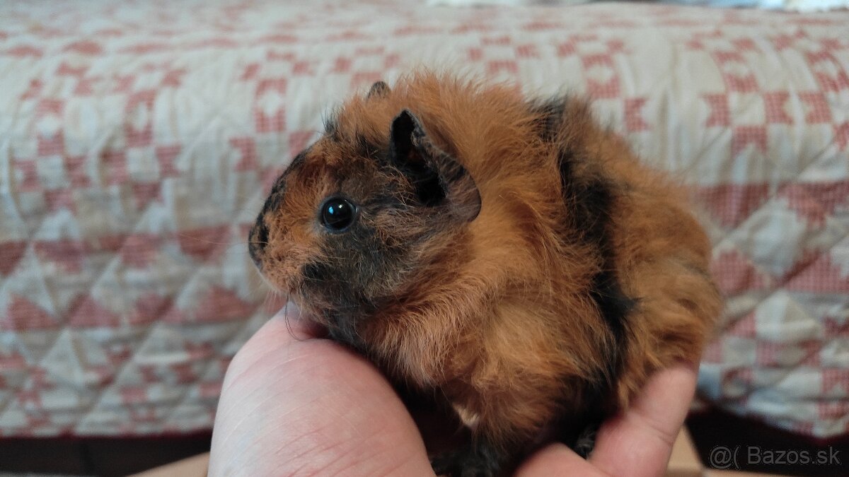 Morské prasiatka - 8