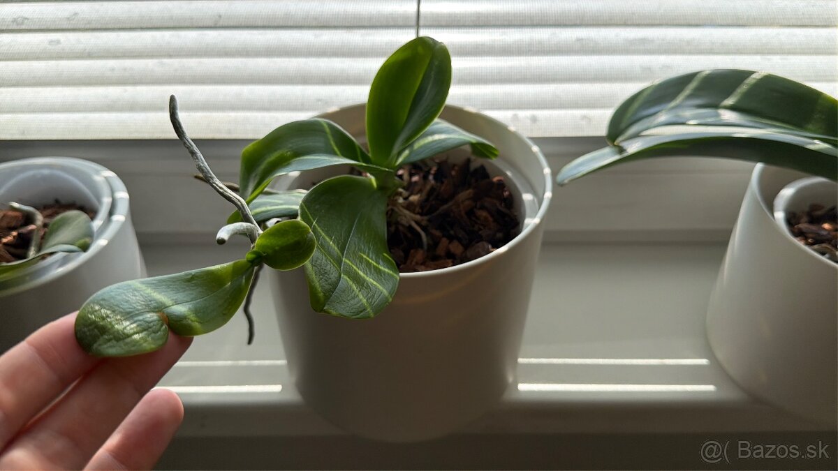 Zbierka orchideí - 8