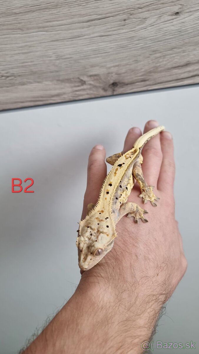 Pagekón riasnatý - 8