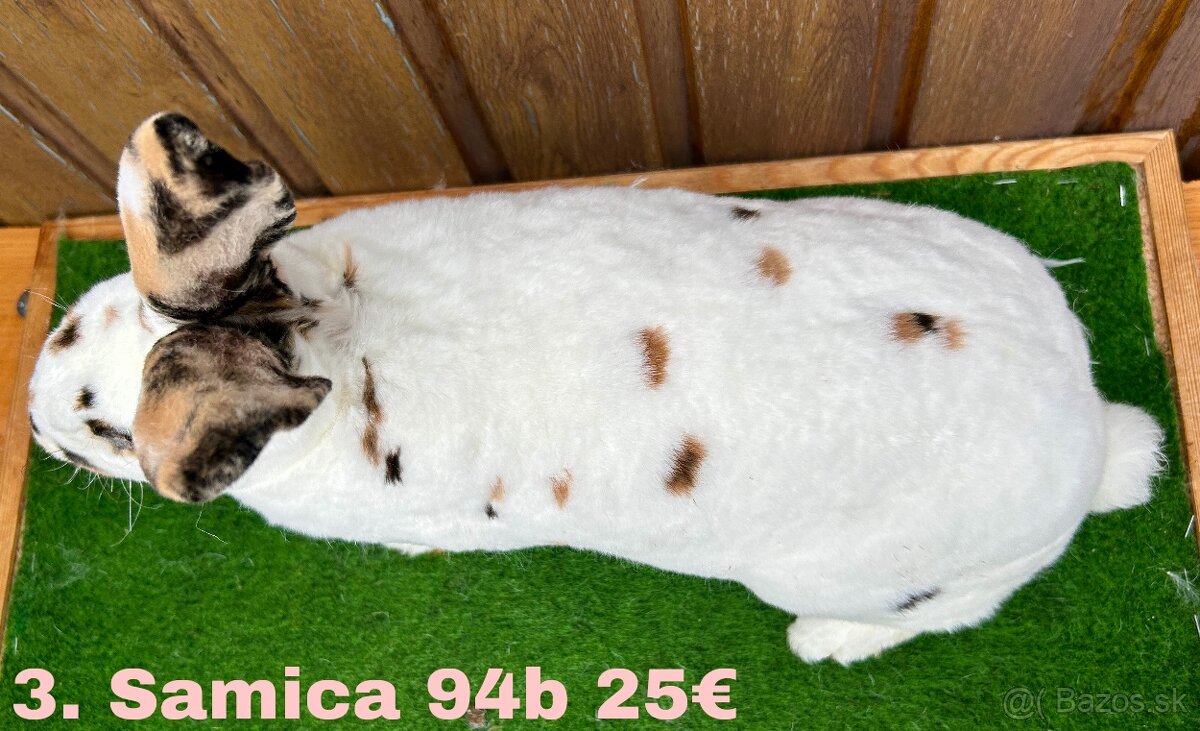 Dalmatínsky REX s PP - 8