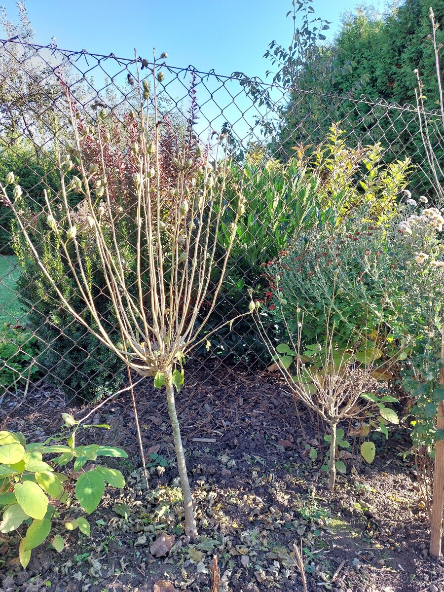 Ibištek sýrsky - stromček alebo krík - 8