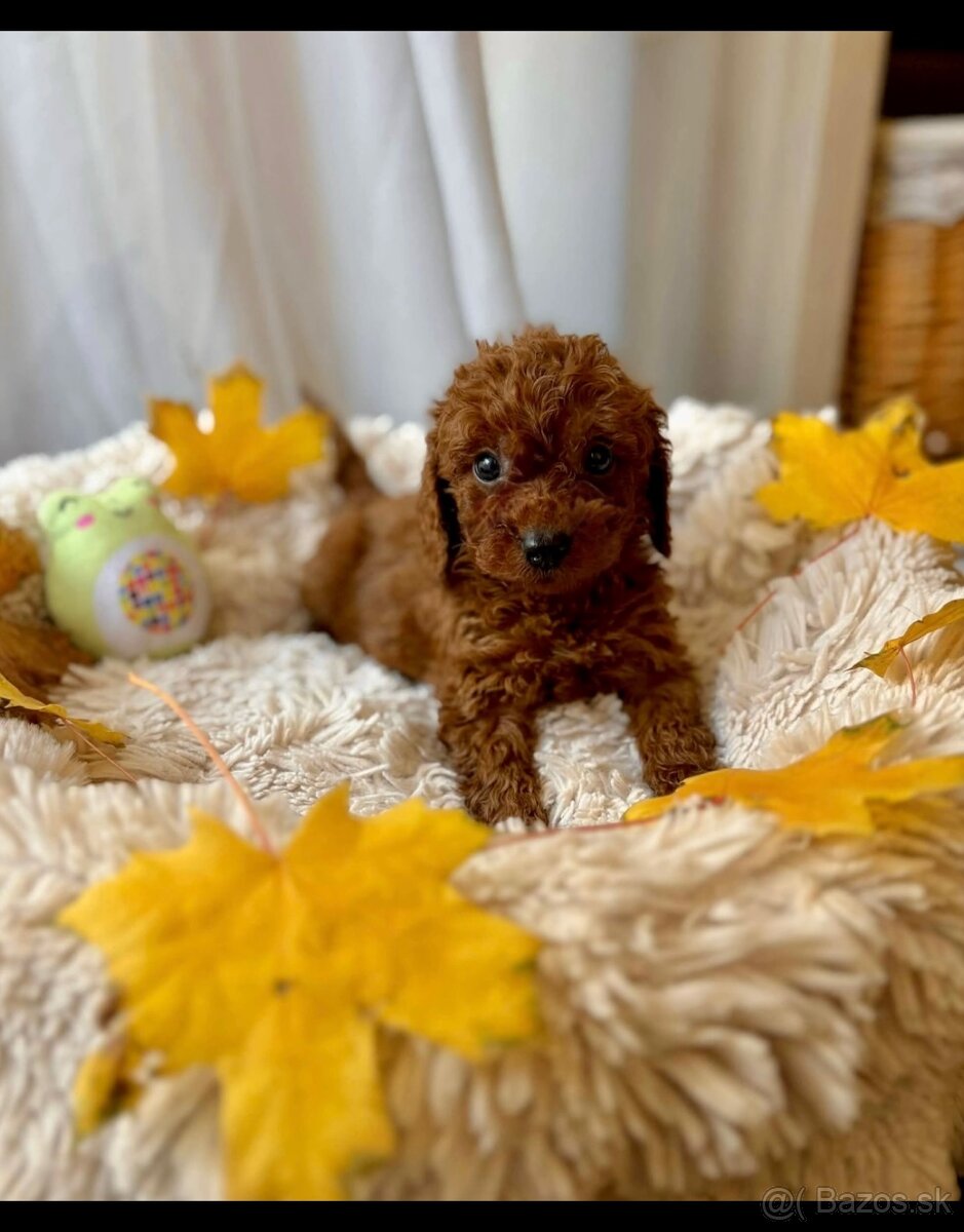 Dark Red miniature / Poodle / Pudlik / Poodel / pudel /pudl - 8