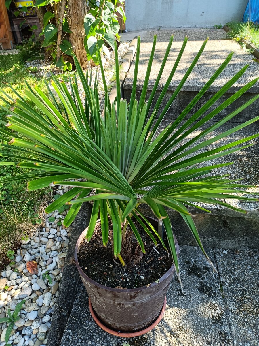 3,5 ročné palmy Trachycarpus Fortunei - 8