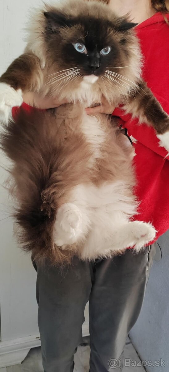 Predám Ragdoll - 8