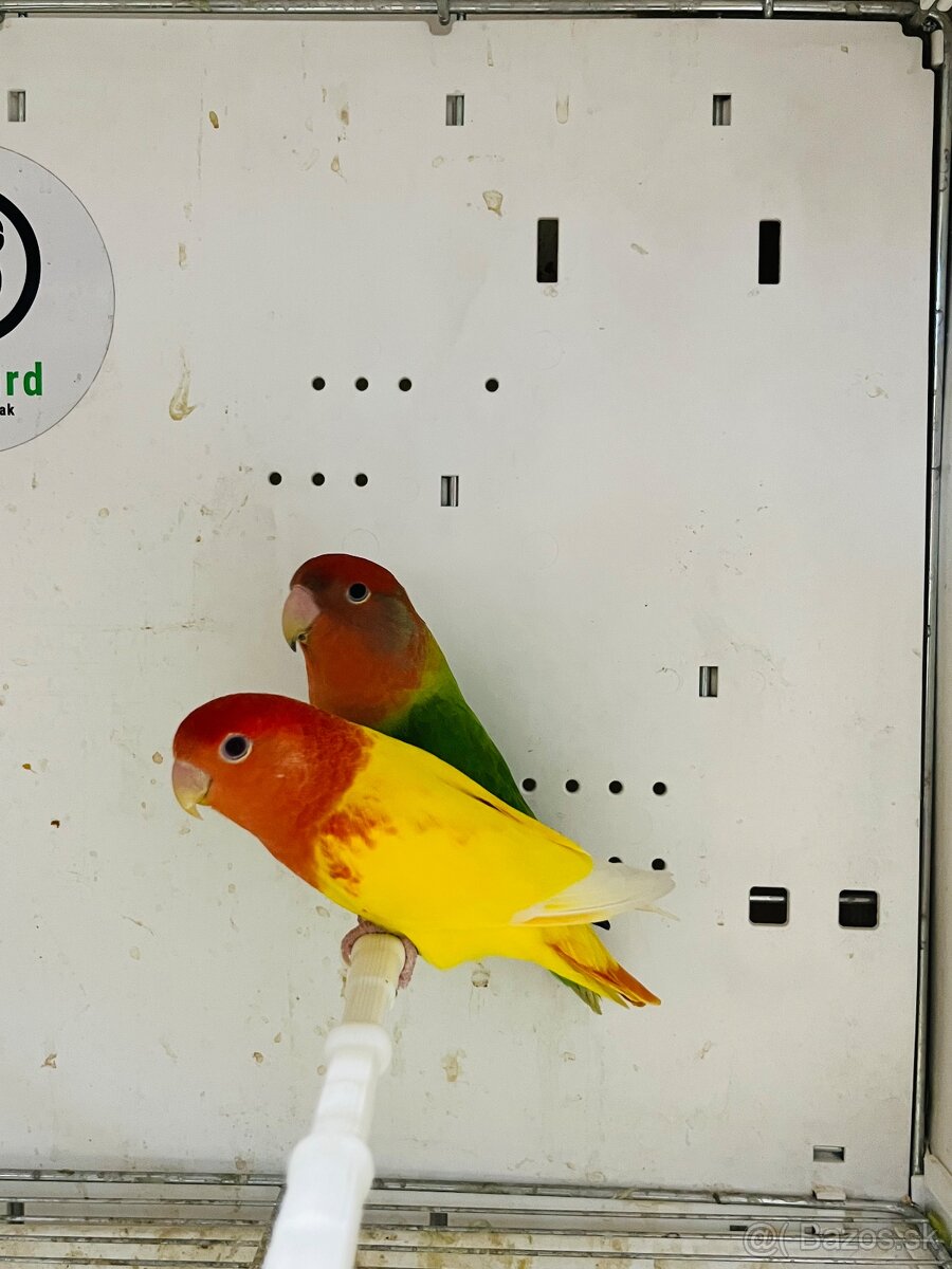 Agapornis Roseicollis - 8